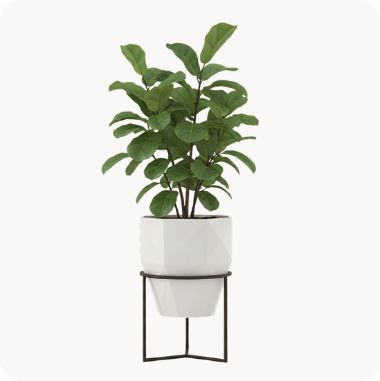 Indoor Big Plant Pot